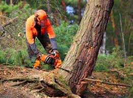 Reliable Hartland, WI Tree Services Solutions