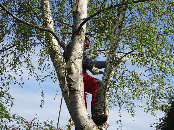 Best Seasonal Cleanup  in Hartland, WI